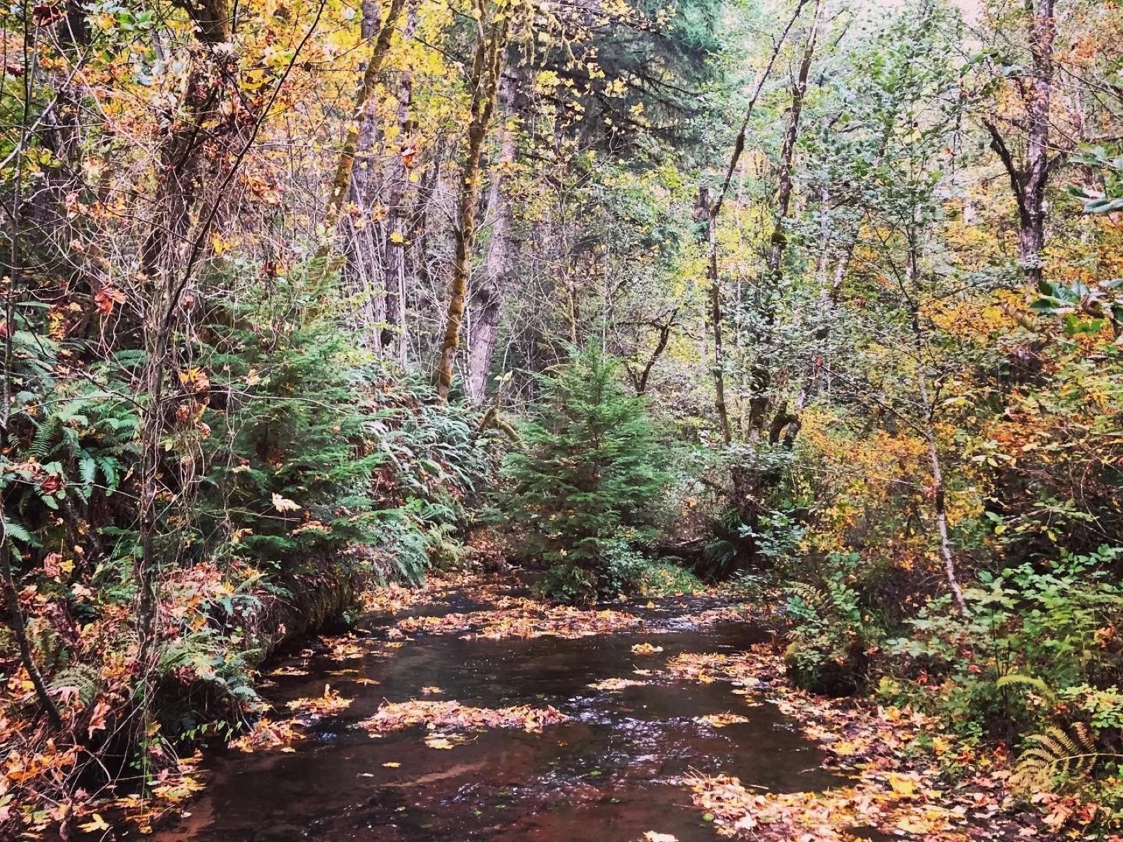 A creek running through ferns and autumn trees, seen from a footbridge.