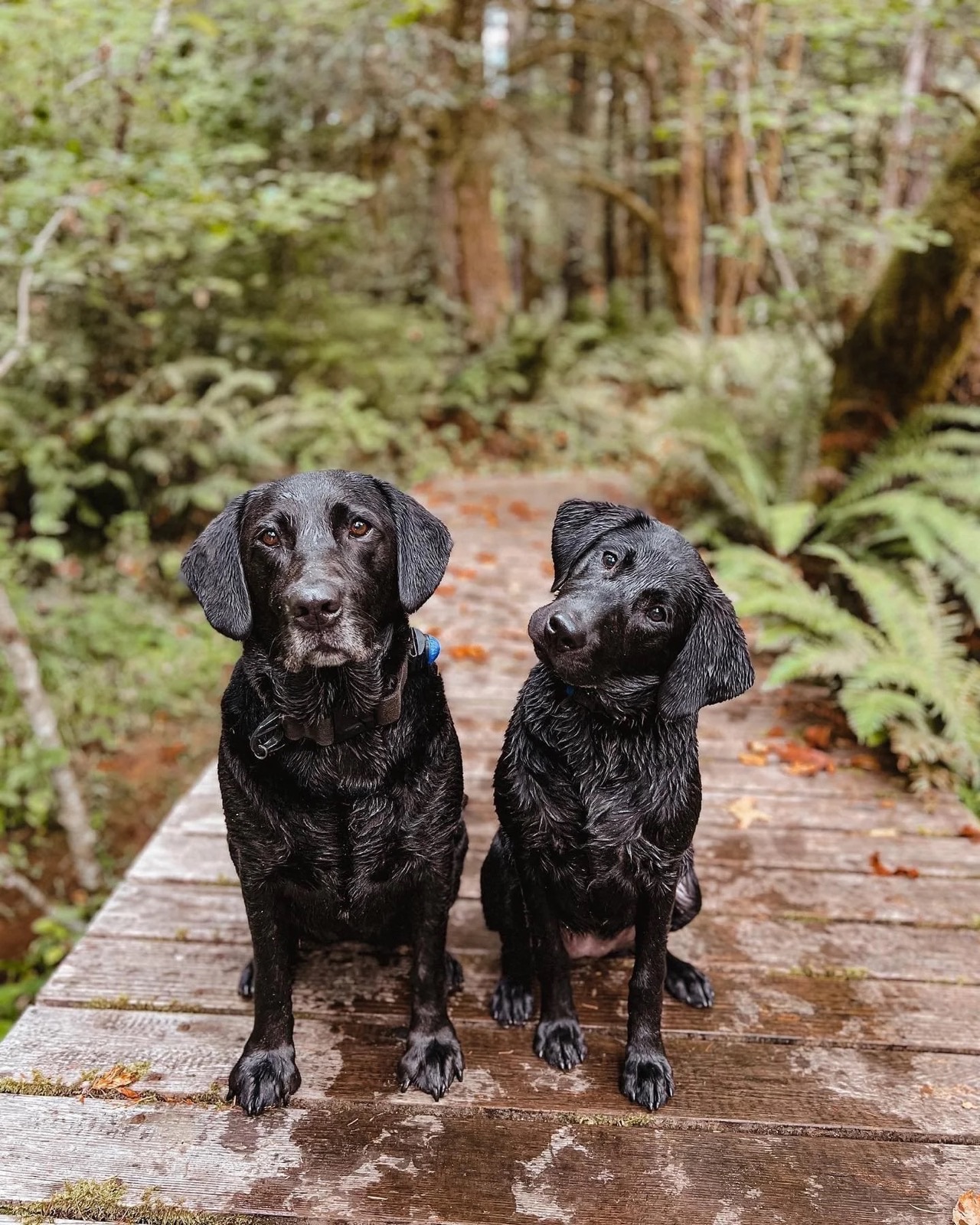 Two wet black Labradors, Raven and Maisie, sitting on a boardwalk in the forest.