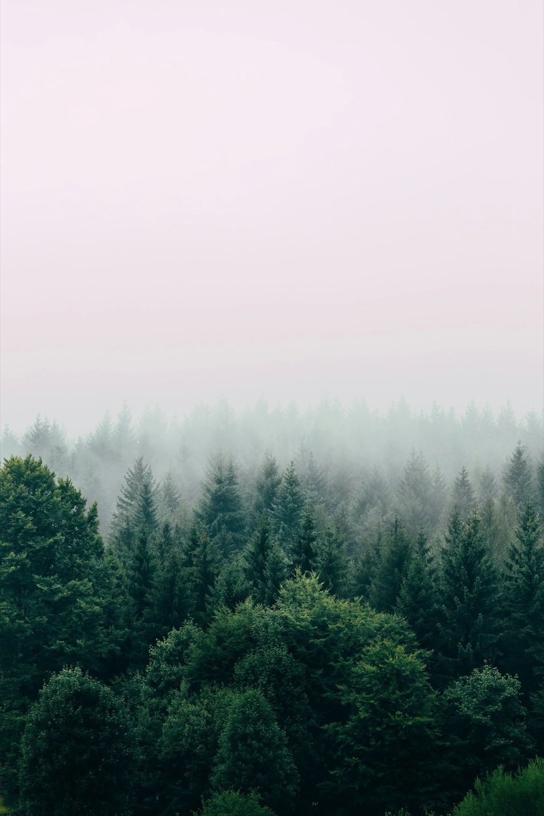Fog drifting through a fir forest at dusk.