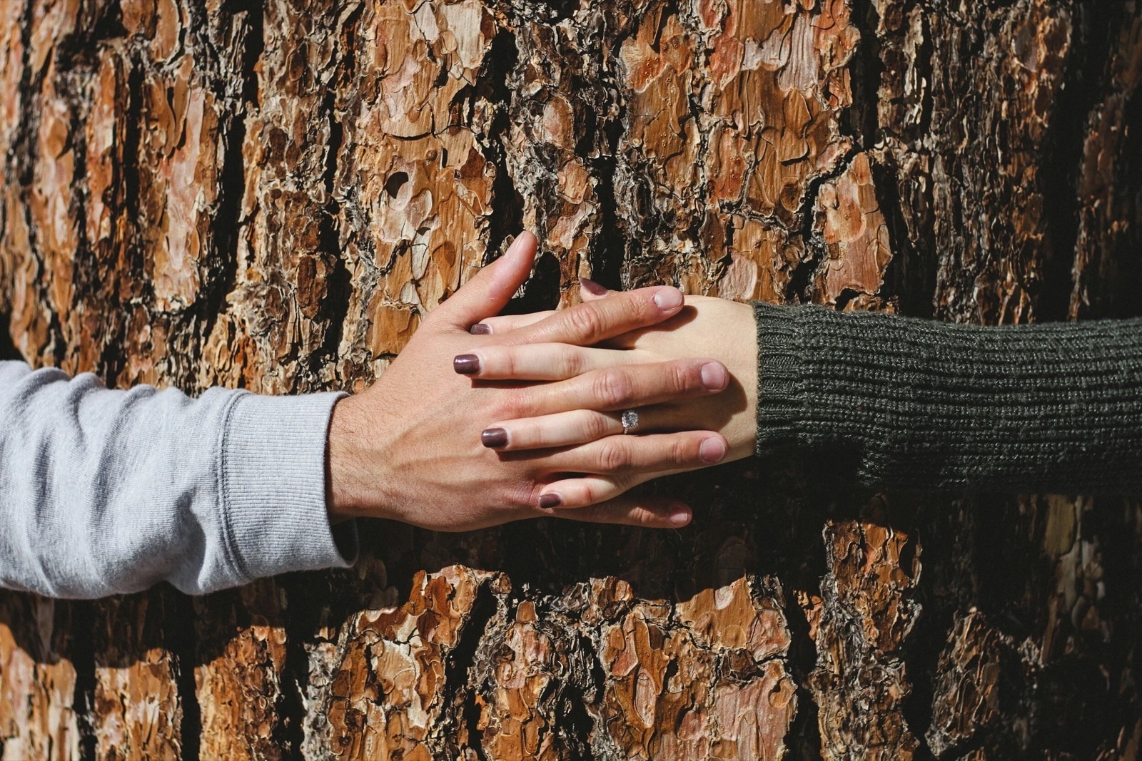 Two hands, one over the other, resting on the bark of a large tree.